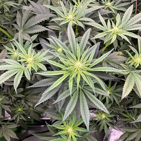 Misc x (LA Kush x Zkittles) #26 60.7g growlog timeline photo