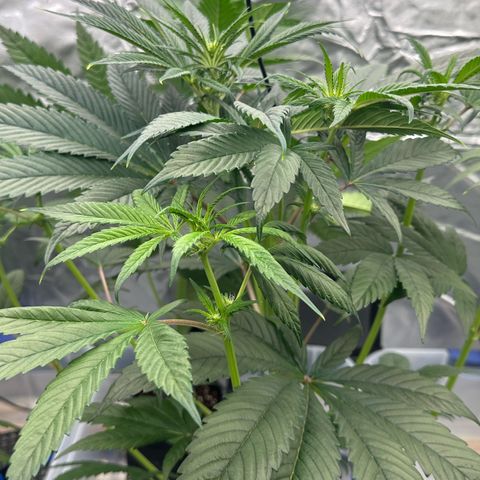 CxLAZ #16 50.72g growlog timeline photo