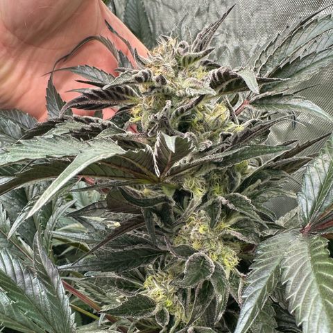 CxLAZ #24 37.13g growlog timeline photo