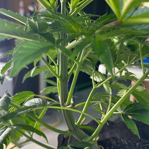CxLAZ #16 50.72g growlog photo: Lollipoped