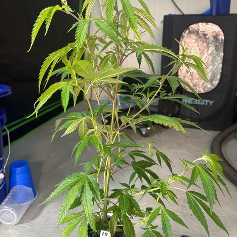CxLAZ #15 C #1 growlog timeline photo