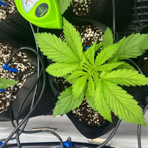 Misc x (LA Kush x Zkittles) #26 60.7g growlog timeline photo