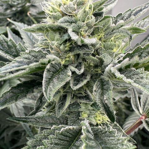 Misc x (LA Kush x Zkittles) #23 28.19g growlog timeline photo