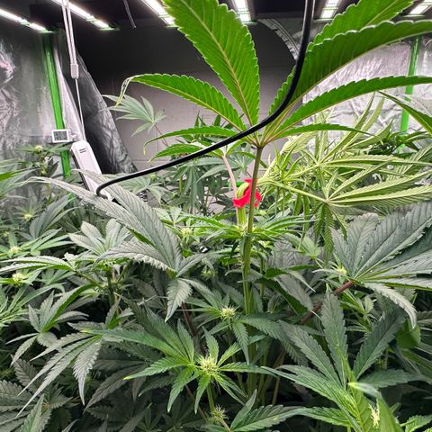 CxLAZ #16 50.72g growlog photo: Top training 