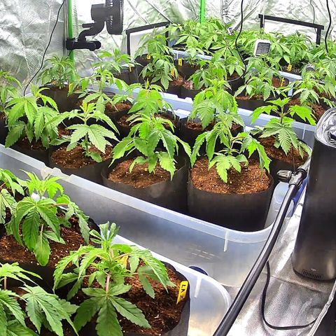 Misc x (LA Kush x Zkittles) #26 60.7g growlog timeline photo