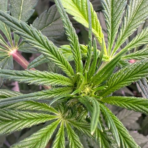 CxLAZ #16 50.72g growlog timeline photo
