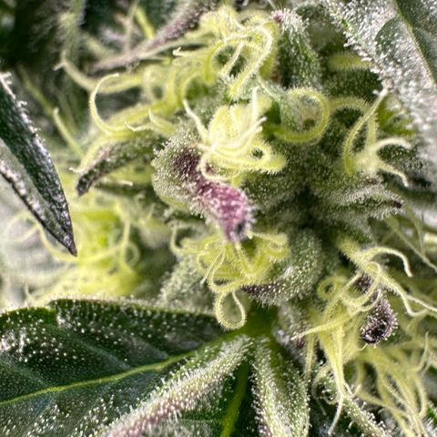 Misc x (LA Kush x Zkittles) #37 42.26g growlog timeline photo