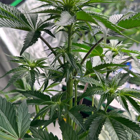 CxLAZ #16 50.72g growlog timeline photo
