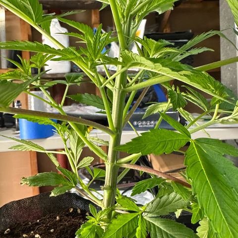 CxLAZ #16 50.72g growlog photo: Lollipoped