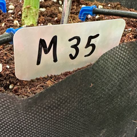 CxLAZ #16 50.72g growlog timeline photo