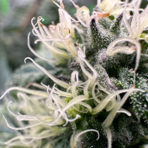 CxLAZ #31 58.75g growlog timeline photo