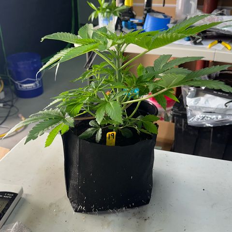 CxLAZ #16 50.72g growlog photo: Lollipoped