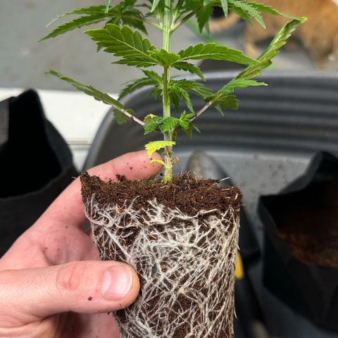 Auto Think Different  #1 growlog photo: Transplanted into 1 gal