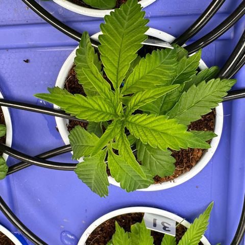 MiscxLAZ #29 C growlog timeline photo