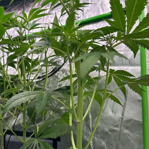 CxLAZ #16 50.72g growlog timeline photo