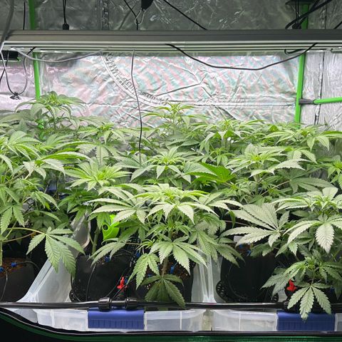 CxLAZ #16 50.72g growlog timeline photo