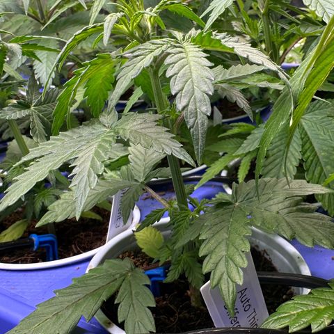 Auto Think Different  #1 growlog photo: Transplanted into 1 gal