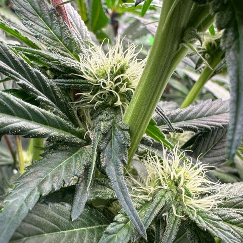 CxLAZ #15 52g growlog timeline photo