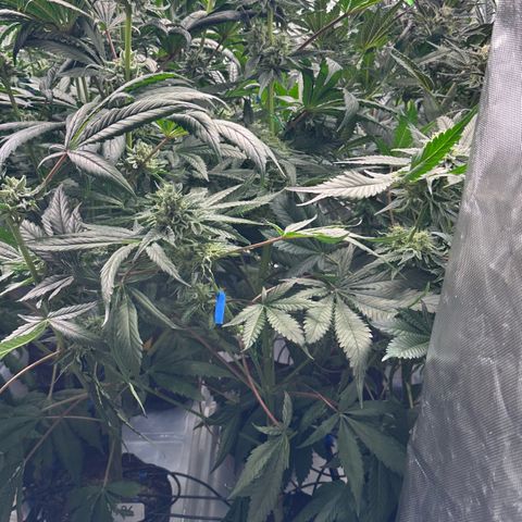 CxLAZ #06 growlog timeline photo