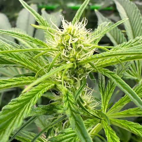 CxLAZ #16 50.72g growlog timeline photo