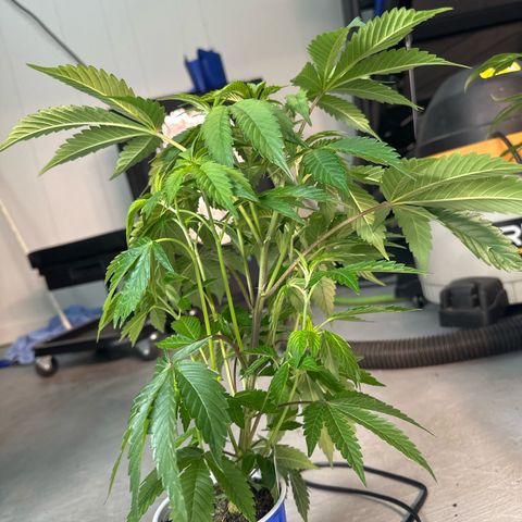 MiscxLAZ #37 C growlog timeline photo