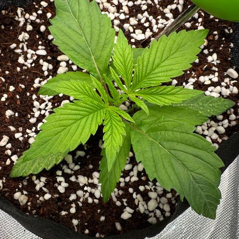 Misc x (LA Kush x Zkittles) #26 60.7g growlog timeline photo