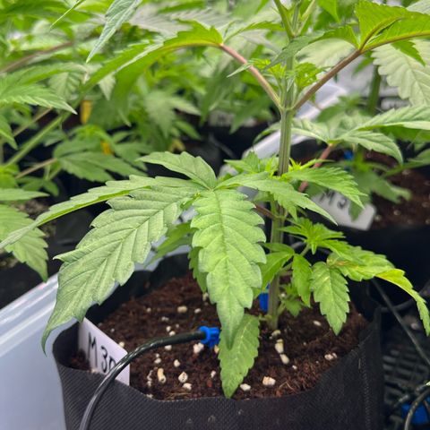 CxLAZ #16 50.72g growlog timeline photo