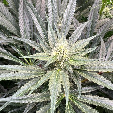 CxLAZ #15 52g growlog timeline photo