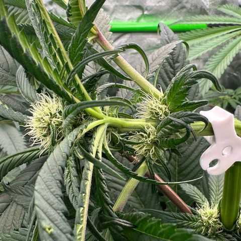 Misc x (LA Kush x Zkittles) #27 33.12g growlog timeline photo
