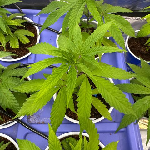 CxLAZ #15 C #1 growlog timeline photo