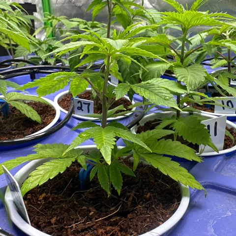 CxLAZ #20 C1 25g growlog timeline photo