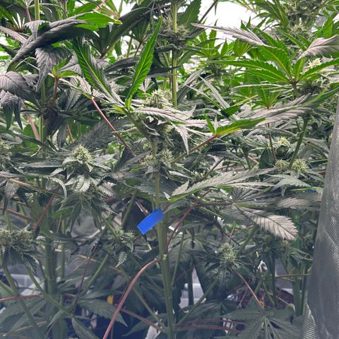 CxLAZ #06 growlog timeline photo