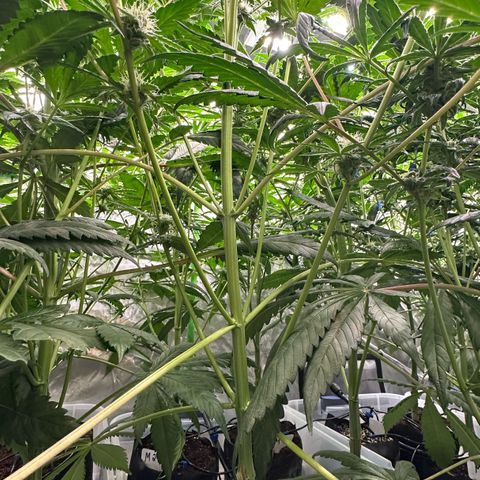 CxLAZ #16 50.72g growlog timeline photo