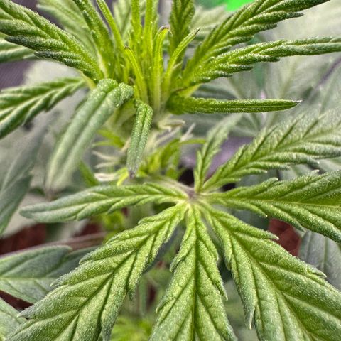 Auto Think Different  #1 growlog timeline photo