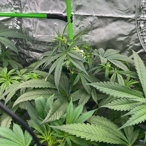 CxLAZ #16 50.72g growlog timeline photo