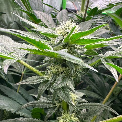 CxLAZ #20 13.7g growlog timeline photo