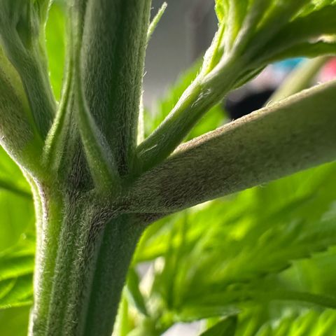 CxLAZ #16 50.72g growlog photo: Lollipoped