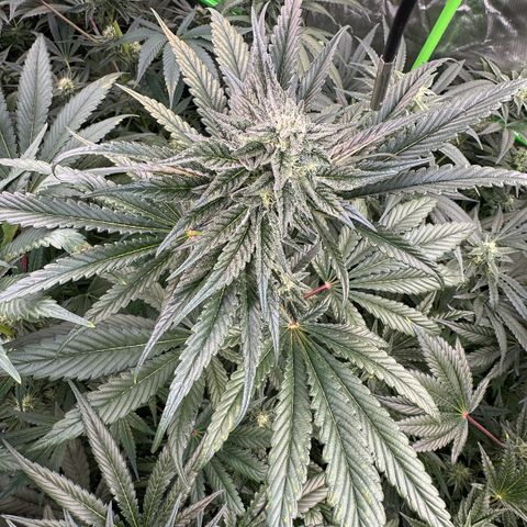 Misc x (LA Kush x Zkittles) #22 34.14g growlog timeline photo