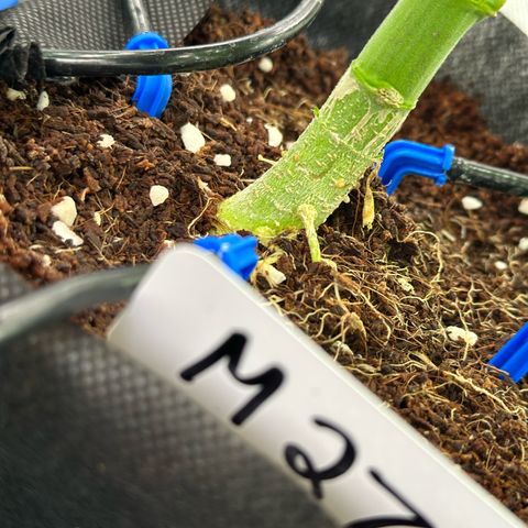 CxLAZ #16 50.72g growlog timeline photo