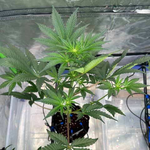 CxLAZ #16 50.72g growlog timeline photo