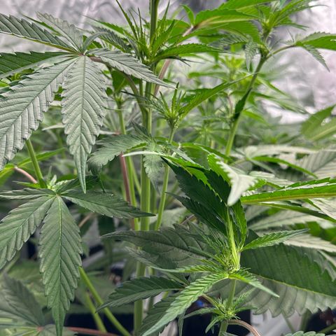 CxLAZ #16 50.72g growlog timeline photo