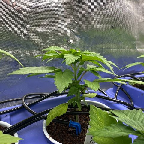 Fuel D.OG #2 Female 49.44g M growlog timeline photo