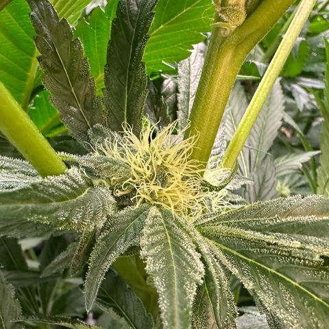 CxLAZ #20 13.7g growlog timeline photo