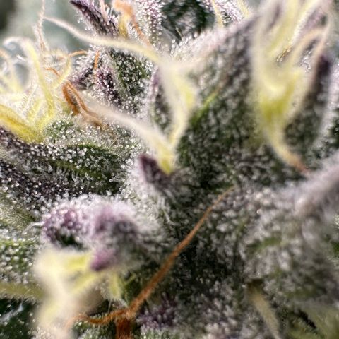 Misc x (LA Kush x Zkittles) #37 42.26g growlog timeline photo