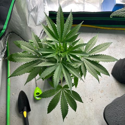 CxLAZ #16 50.72g growlog timeline photo