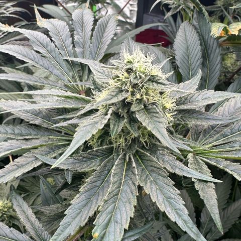 CxLAZ #14 53.59g growlog timeline photo