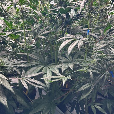 Misc x (LA Kush x Zkittles) #26 60.7g growlog timeline photo