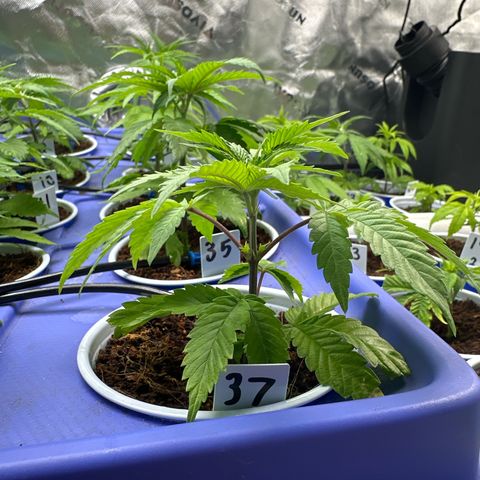 MiscxLAZ #37 C growlog timeline photo