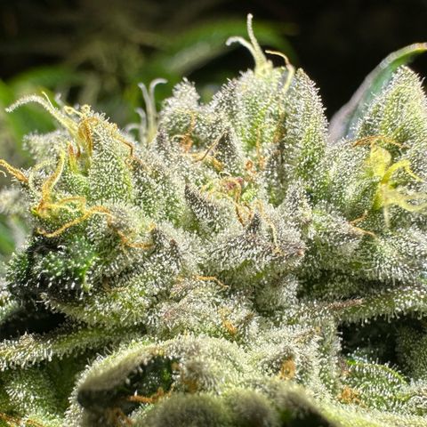 CxLAZ #16 50.72g growlog timeline photo