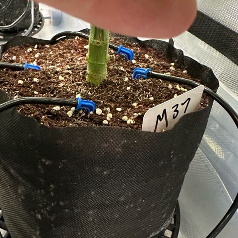 Misc x (LA Kush x Zkittles) #37 42.26g growlog timeline photo